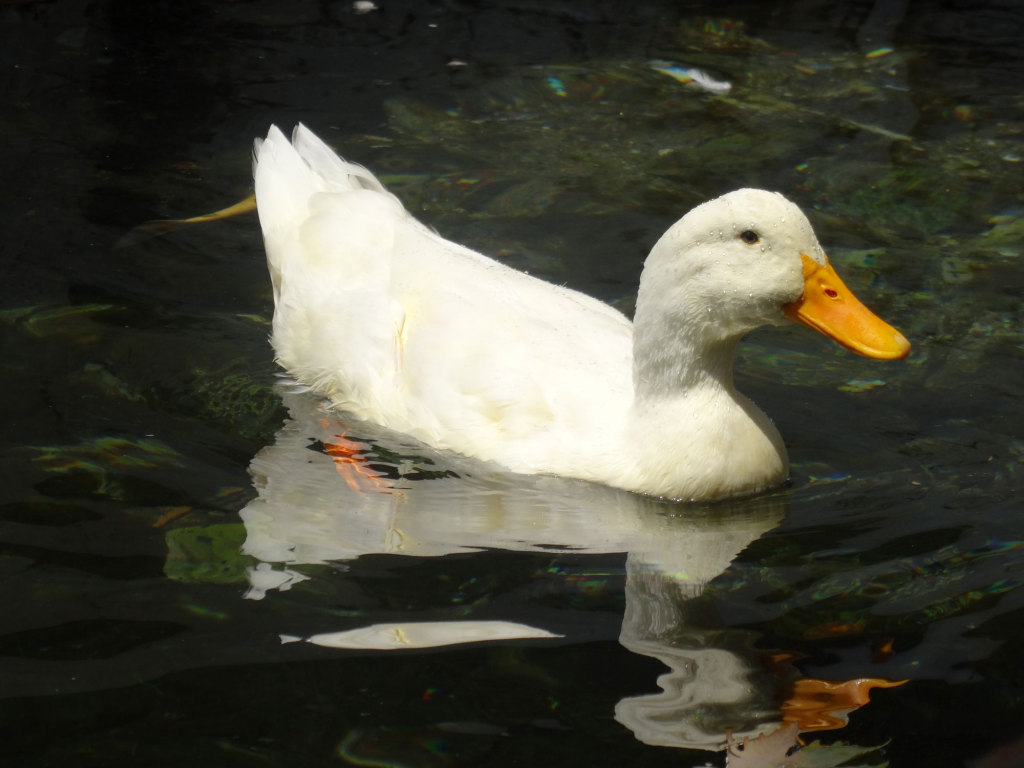 Eine der Bewohnerinnen des Teichs am Restaurant The Duck Pond