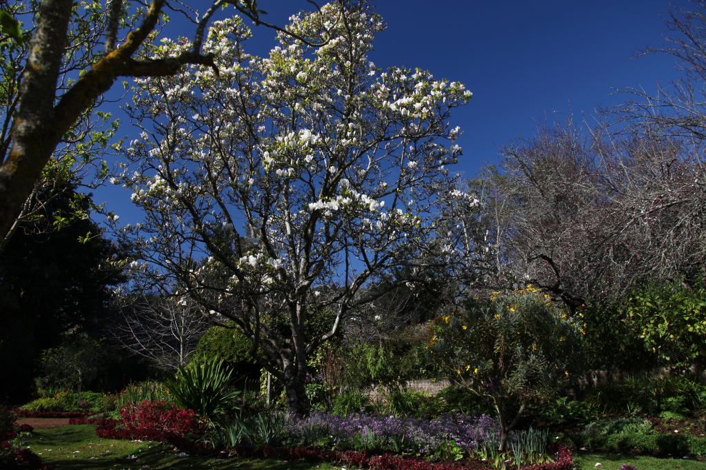 IMG_8981 Madeira - Park Quinta do Palheiro, Blandys Garden - Blume