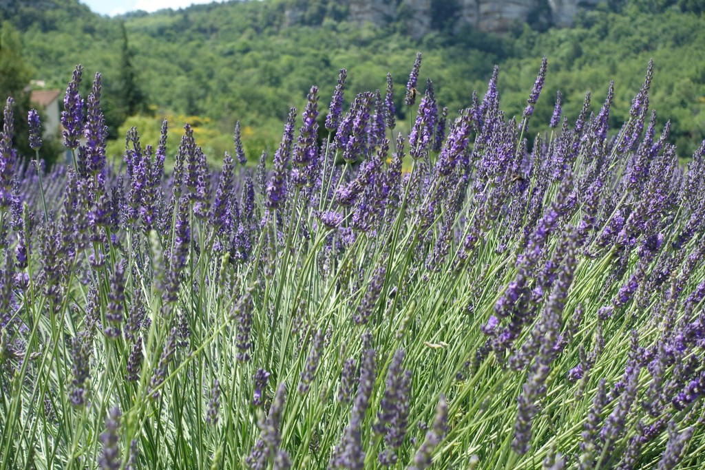 Saignon - Lavendel