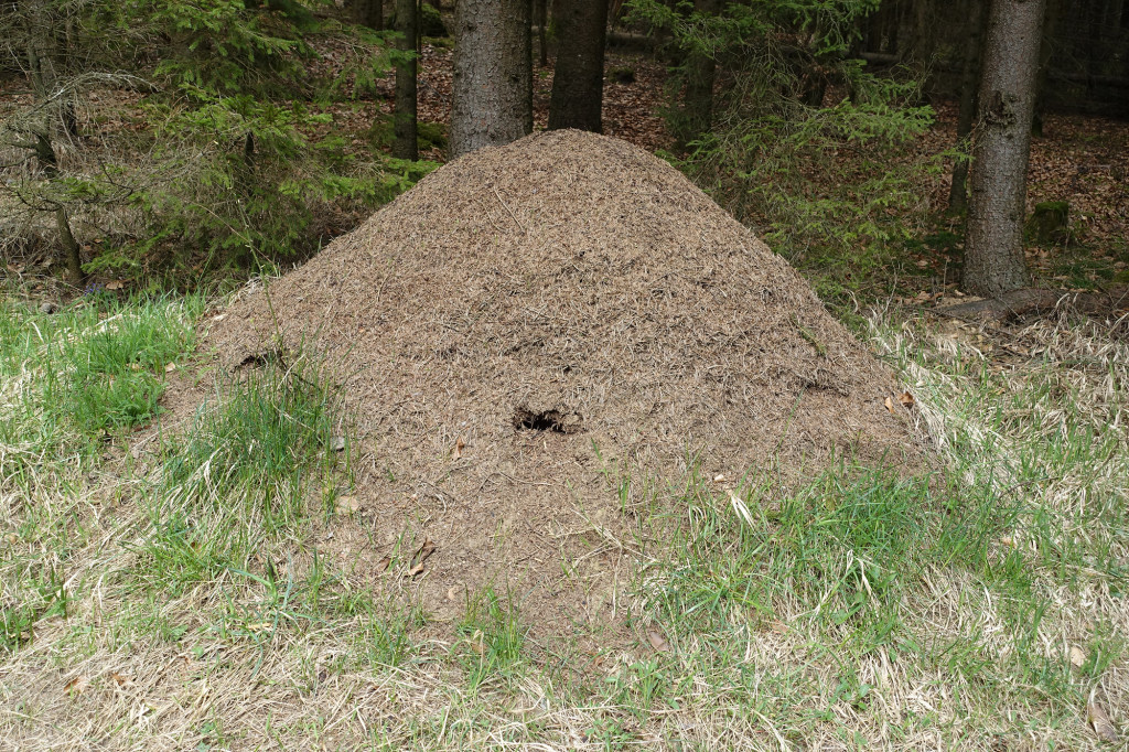 Riesiger Ameisenhaufen - ca. 1,5 Meter hoch